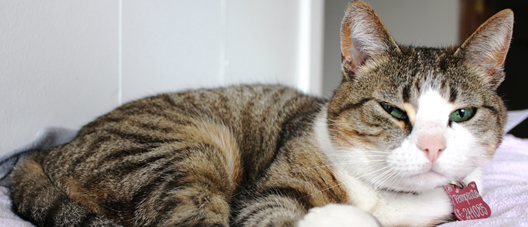 Gato atigrado con pecho blanco descansando sobre una manta, con su placa de identificación