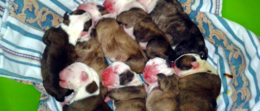 Camada de cachorros recién nacidos durmiendo juntos sobre una manta